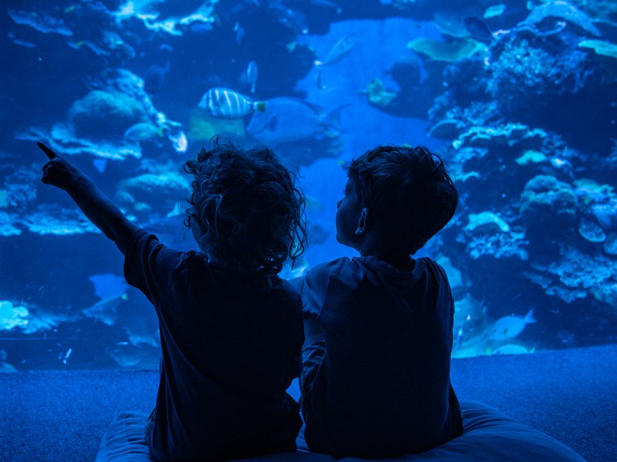 Two children in front of an aquarium